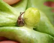 Monitoramento e controle de pragas da cana-de-açúcar Monitoramento e controle de pragas da cana-de-açúcar