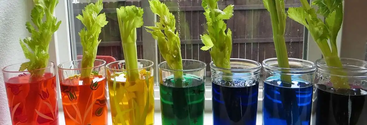 Ciências para o Ensino Fundamental Ciências para o Ensino Fundamental